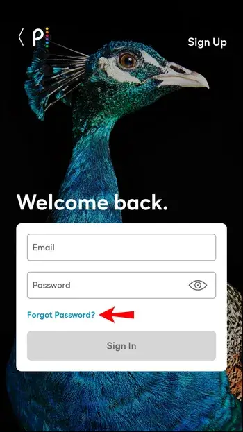 Reset Peacock Password