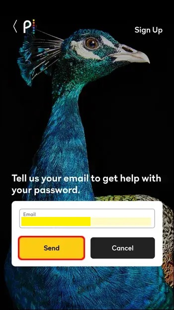 Peacock password reset mail